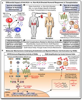 Autoantibodies from patients with kidney allograft vasculopathy stimulate a proinflammatory switch in endothelial cells and monocytes mediated via GPCR-directed PAR1-TNF-α signaling